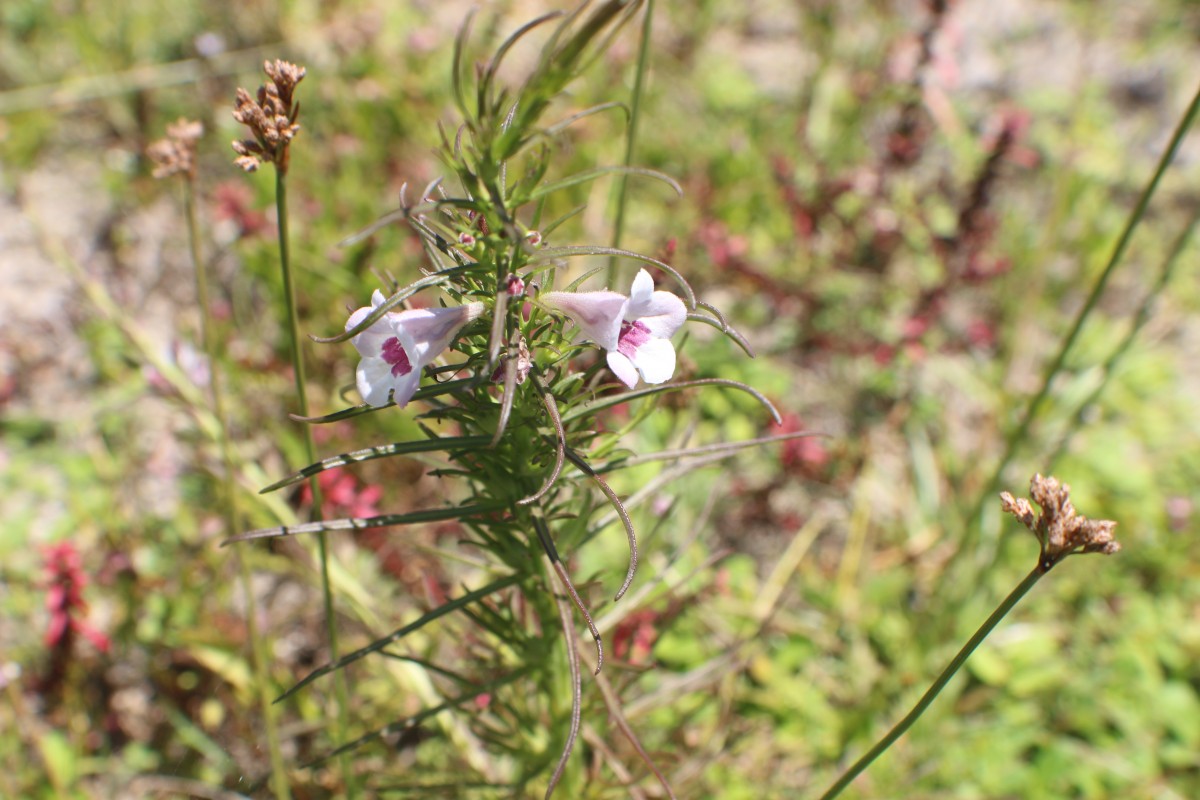 Parasopubia delphiniifolia (L.) H.-P.Hofm. & Eb.Fisch.